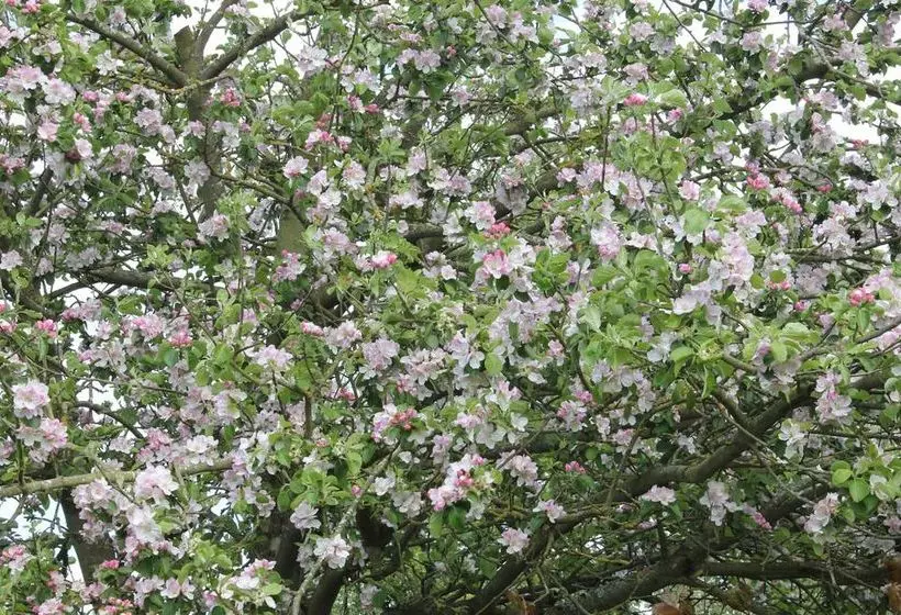 مبيت وإفطار Austons Down