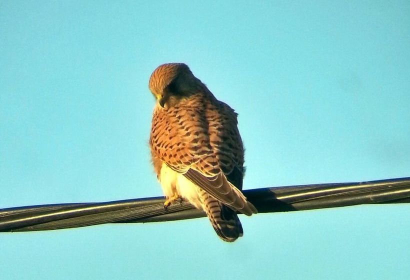 مبيت وإفطار Austons Down