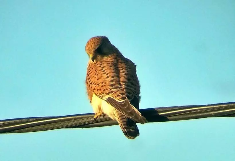 مبيت وإفطار Austons Down