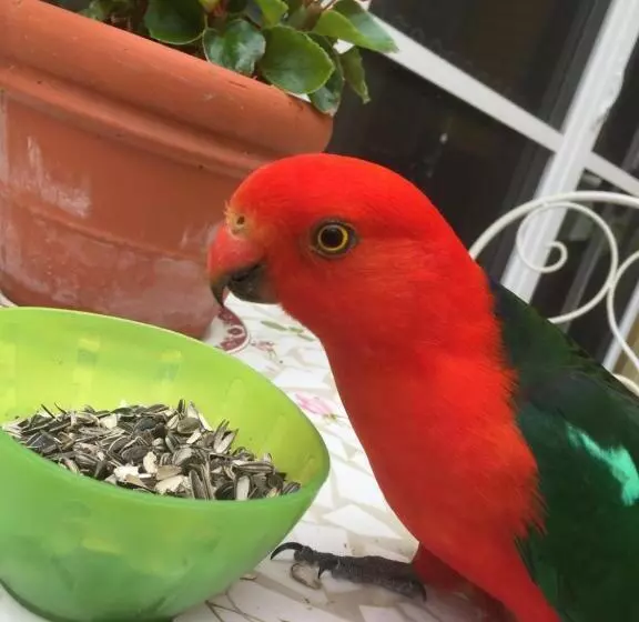 민박 Bundanoon Lodge