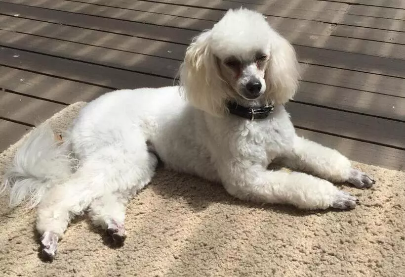 민박 Bundanoon Lodge