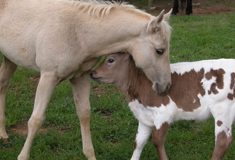 Bed and Breakfast Seventy Four Ranch