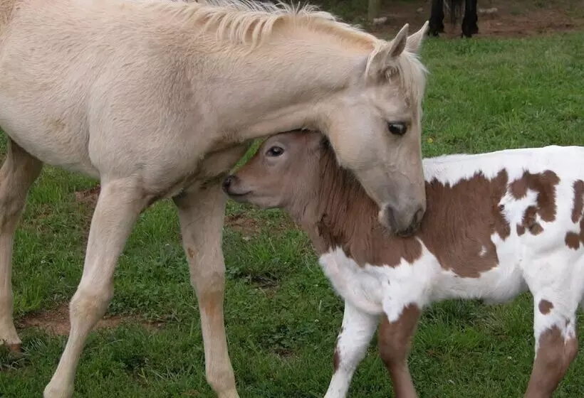 Aamiaismajoitus (B&B) Seventy Four Ranch