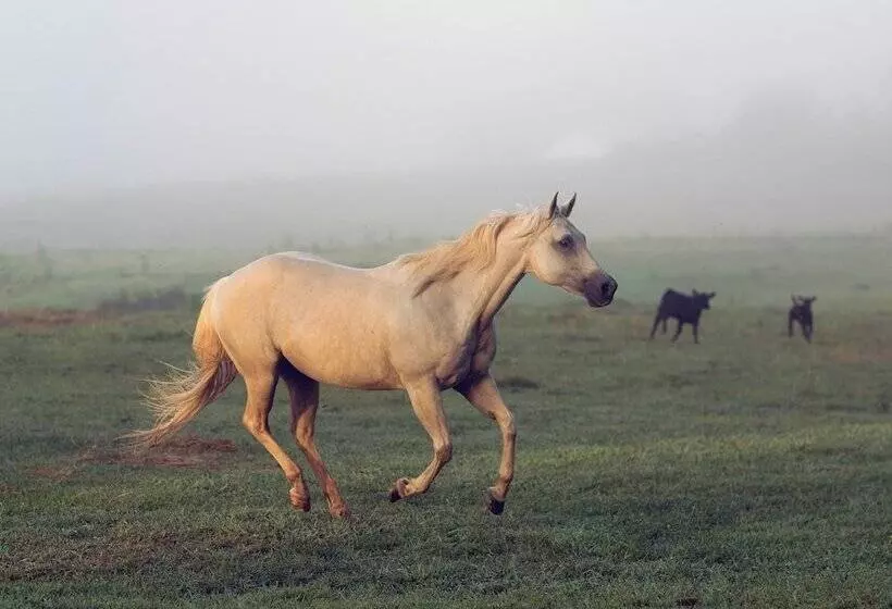 Aamiaismajoitus (B&B) Seventy Four Ranch