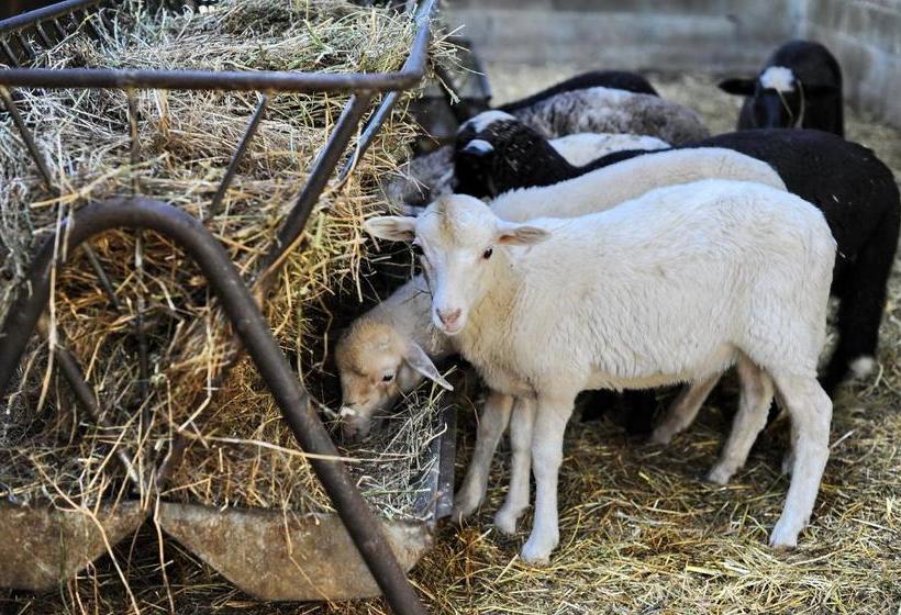 ホテル Agriturismo Borgo Mocale