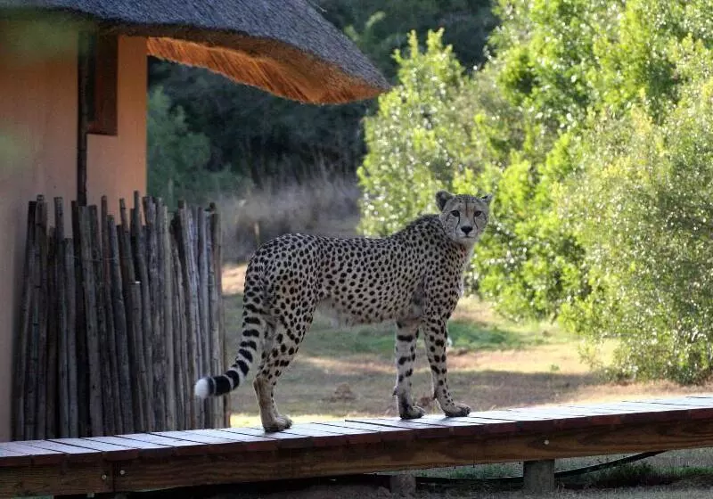 호텔 Bukela Game Lodge Amakhala Game Reserve