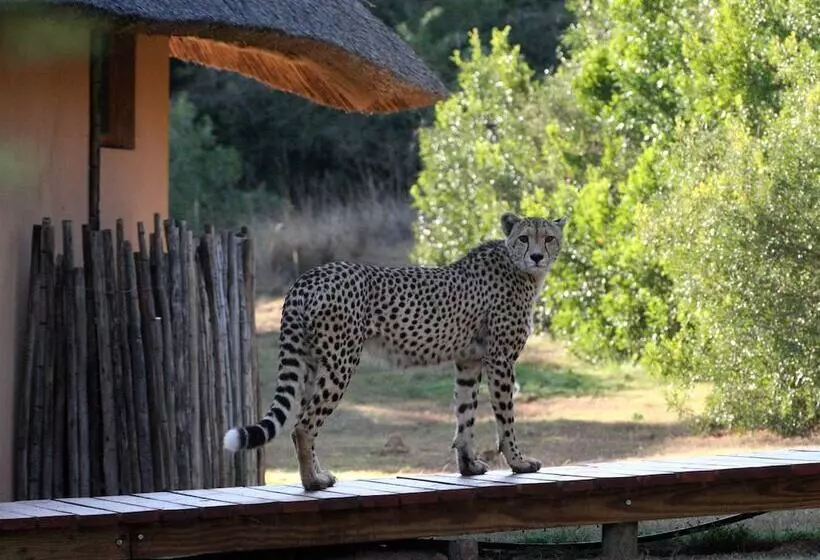 호텔 Bukela Game Lodge Amakhala Game Reserve