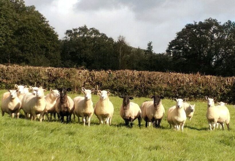 Lobhill Farmhouse Bed And Breakfast And Self Catering Accommodation