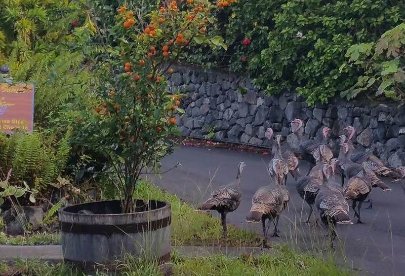 צימר Mango Sunset Bnb Inn At Lyman Organic Kona Coffee Farms