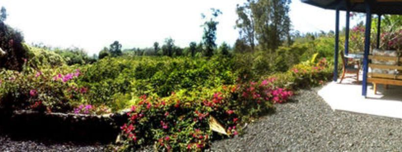 צימר Mango Sunset Bnb Inn At Lyman Organic Kona Coffee Farms