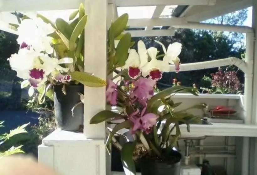 Bed and Breakfast Mango Sunset Bnb Inn At Lyman Organic Kona Coffee Farms