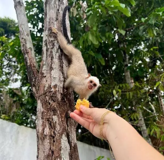 ホテル Pousada E Restaurante Sumaúma