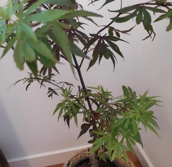 צימר The Gisborne Club Boutique Accommodation