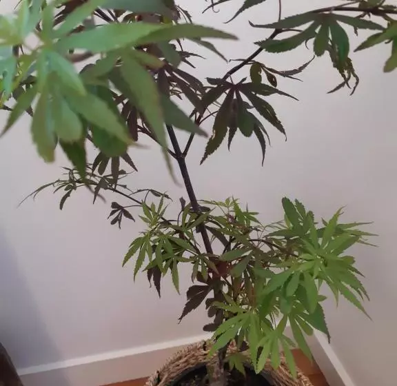 Aamiaismajoitus (B&B) The Gisborne Club   Boutique Accommodation