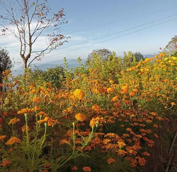 ホテル Phube Homestay