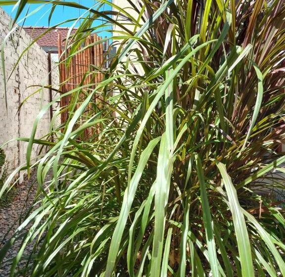 Pension Cabaña En Tigre