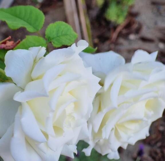 Bed and Breakfast Hampton On Washington   Free Wifi And Netflix