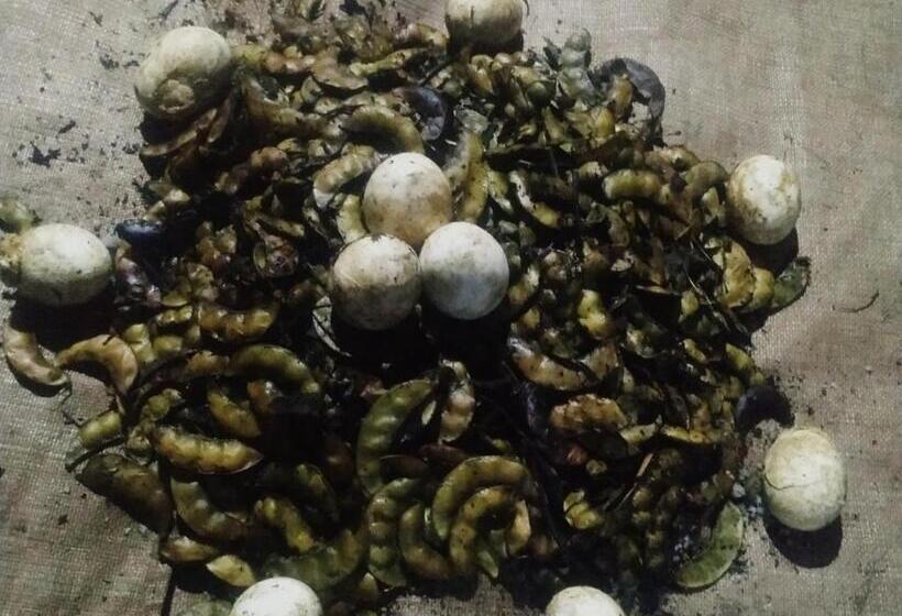 Hotel Pratik Mango Farm House