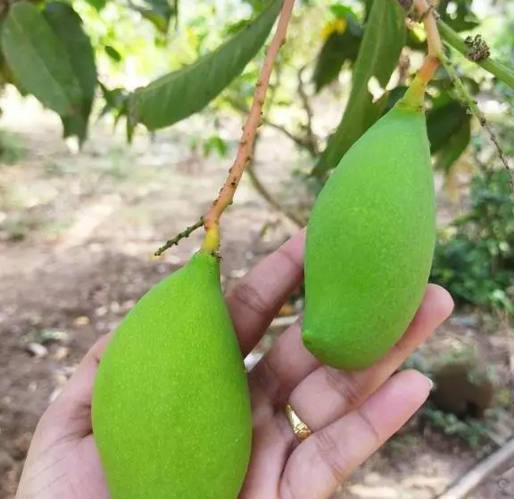 ホテル Pratik Mango Farm House