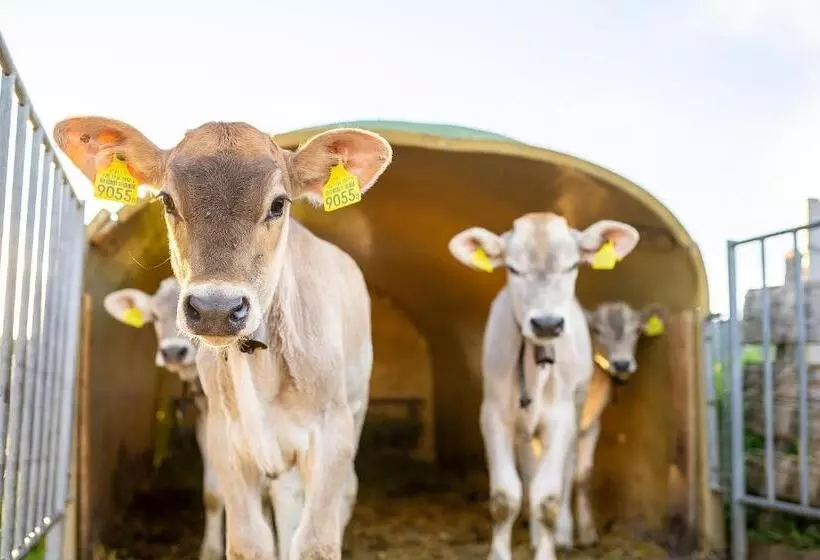 Aamiaismajoitus (B&B) Gästehaus Aemisegg