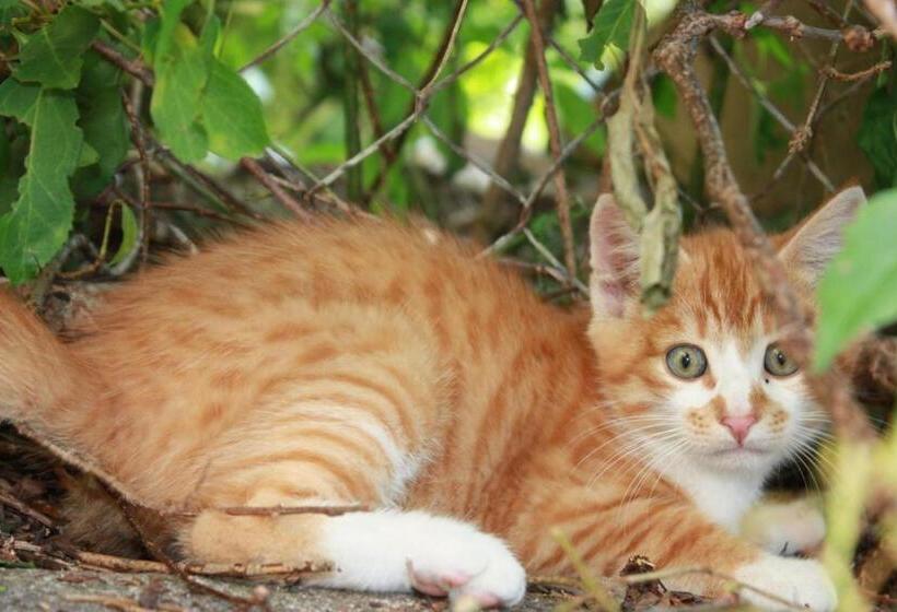 צימר Gästehaus Aemisegg