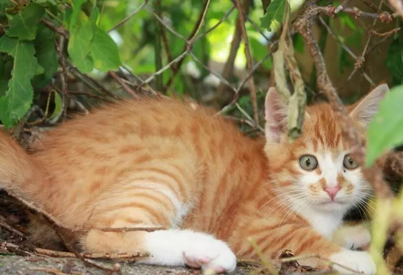 Aamiaismajoitus (B&B) Gästehaus Aemisegg