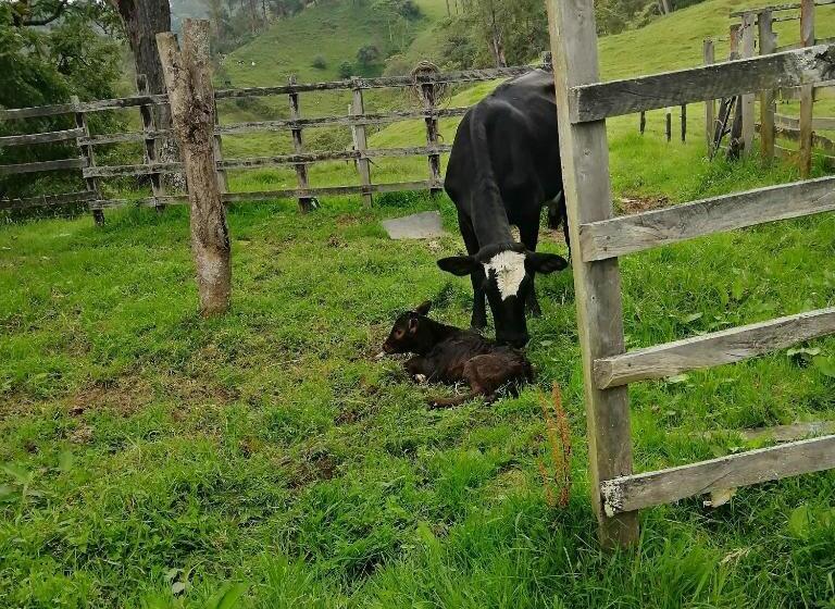 호텔 Finca Verde Vivo