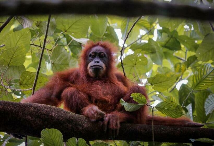 Aamiaismajoitus (B&B) Lawang Inn