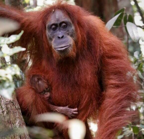 Aamiaismajoitus (B&B) Lawang Inn