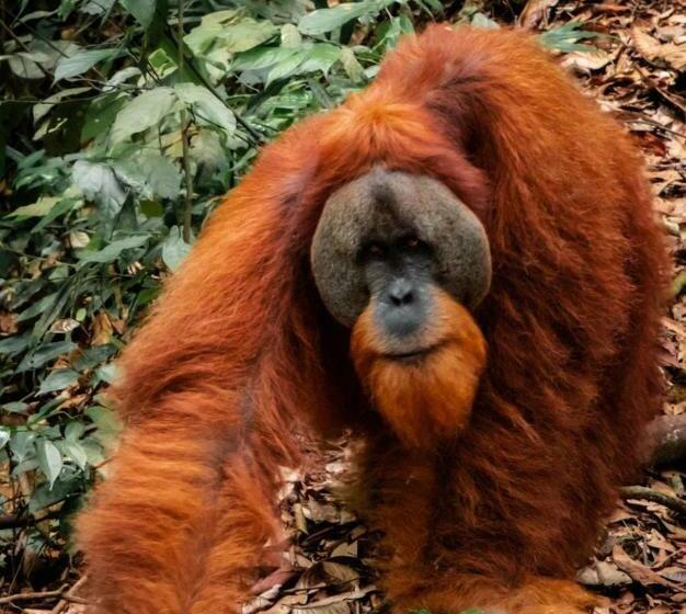 Aamiaismajoitus (B&B) Lawang Inn