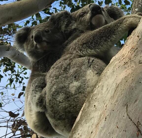 فندق Clarrie S Green