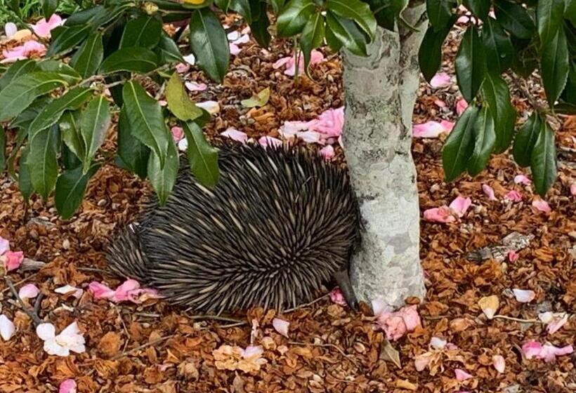 فندق Clarrie S Green