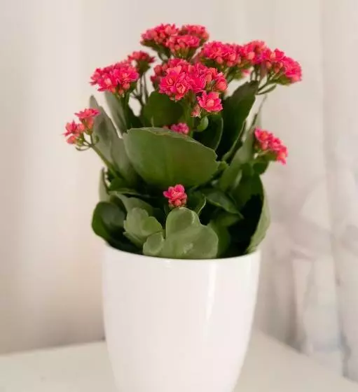 Majatalo La Magnolia Rooms