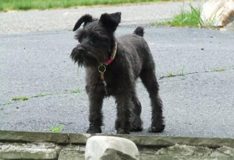 Aamiaismajoitus (B&B) Laurel Grove Inn On The South