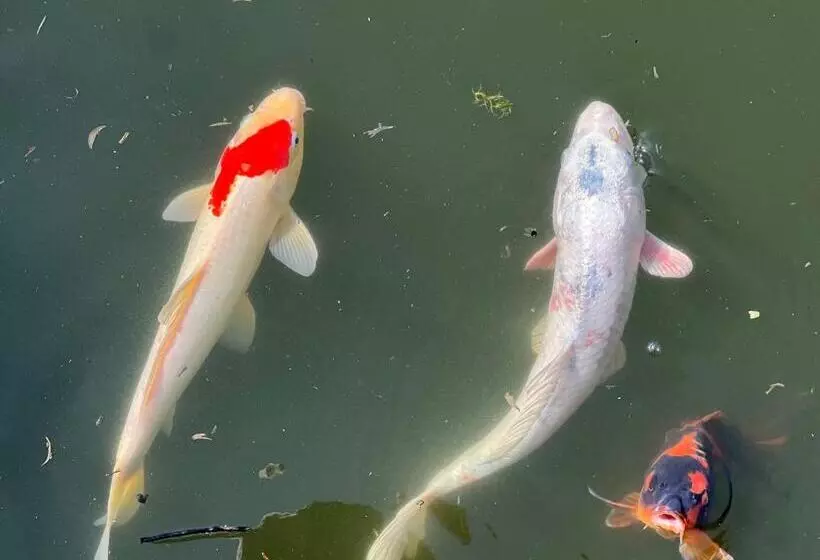 Aamiaismajoitus (B&B) Ikigai