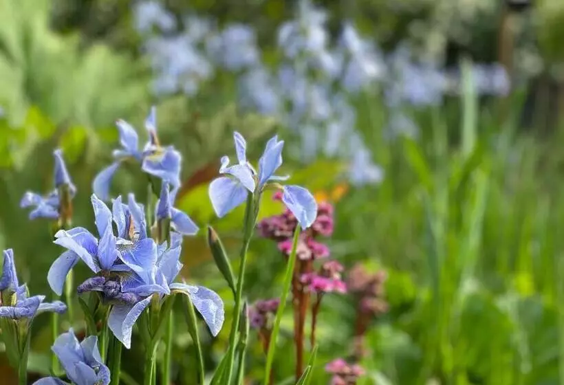Aamiaismajoitus (B&B) Ikigai