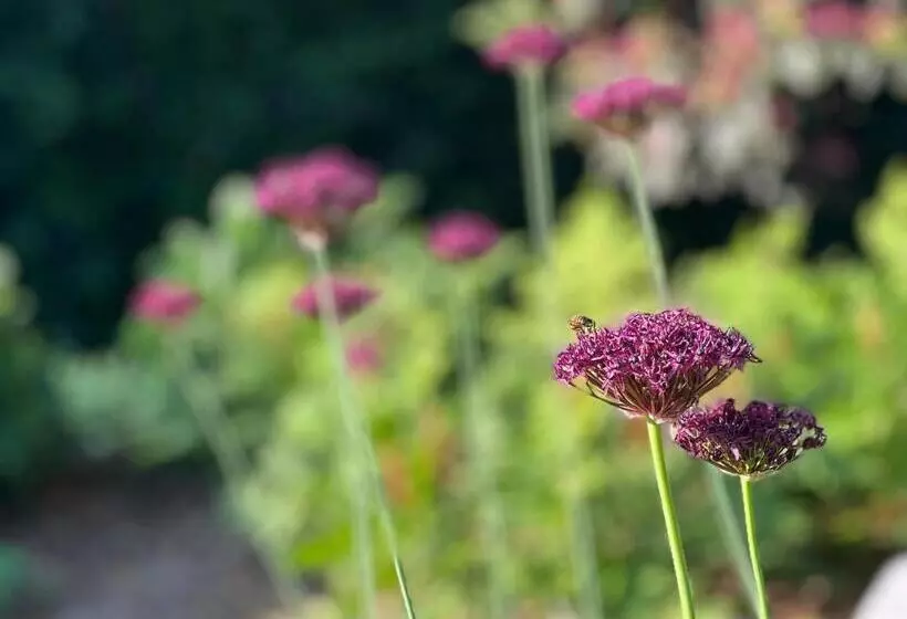 Aamiaismajoitus (B&B) Ikigai