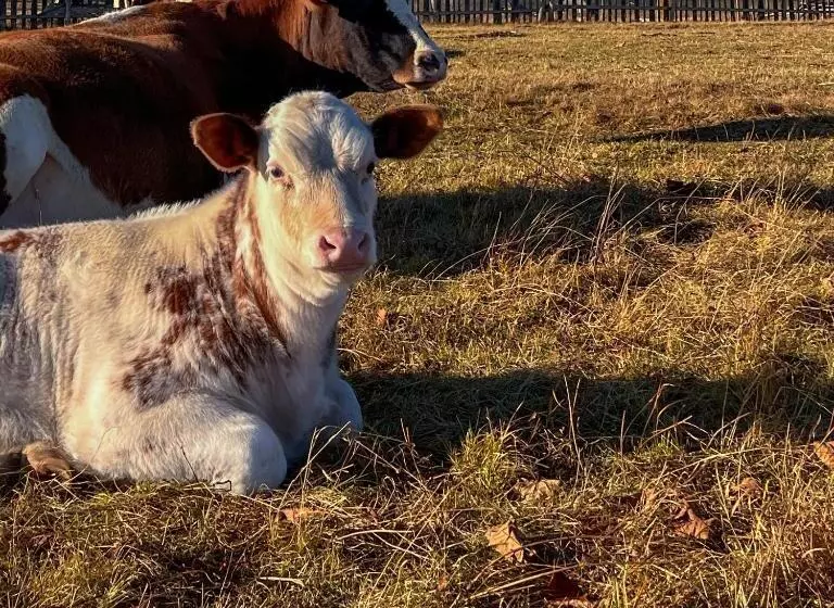 پانسیون Chalet Deluț