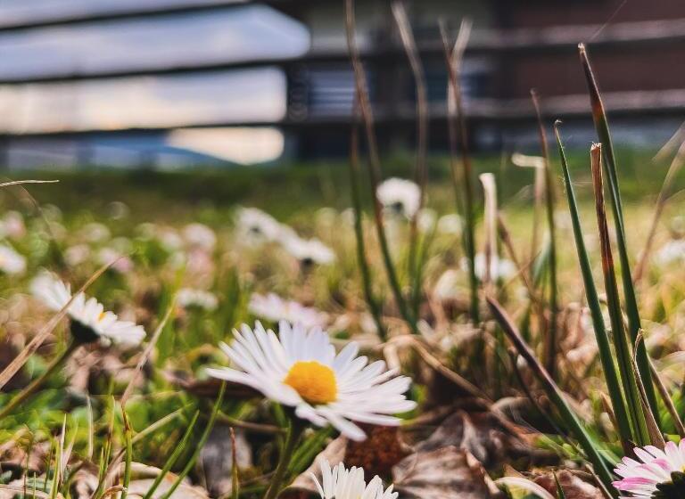 پانسیون Chalet Deluț