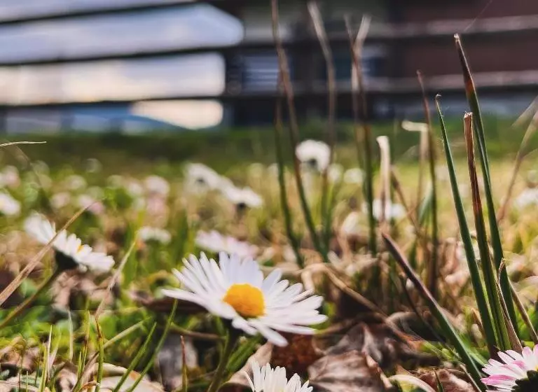 پانسیون Chalet Deluț