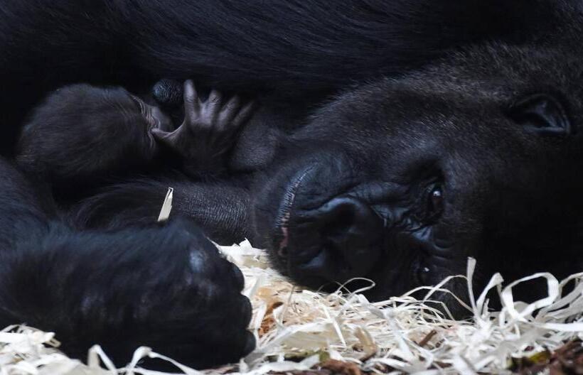 צימר Chambres Entre Romorantin Chambord Zoo De Beauval