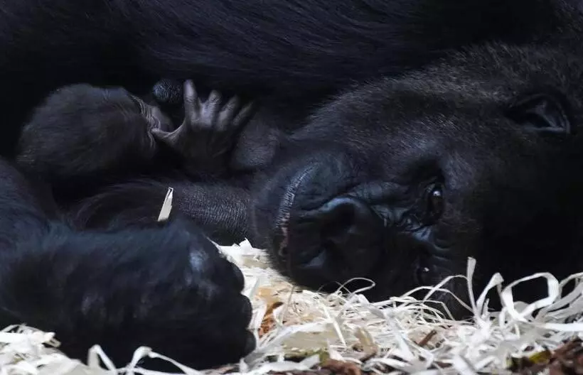 Aamiaismajoitus (B&B) Chambres Entre Romorantin Chambord Zoo De Beauval