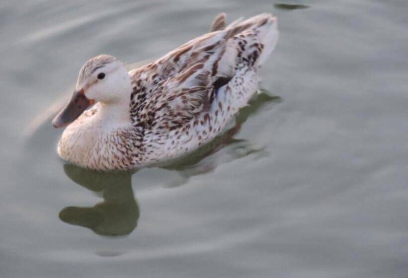צימר Chambres Entre Romorantin Chambord Zoo De Beauval