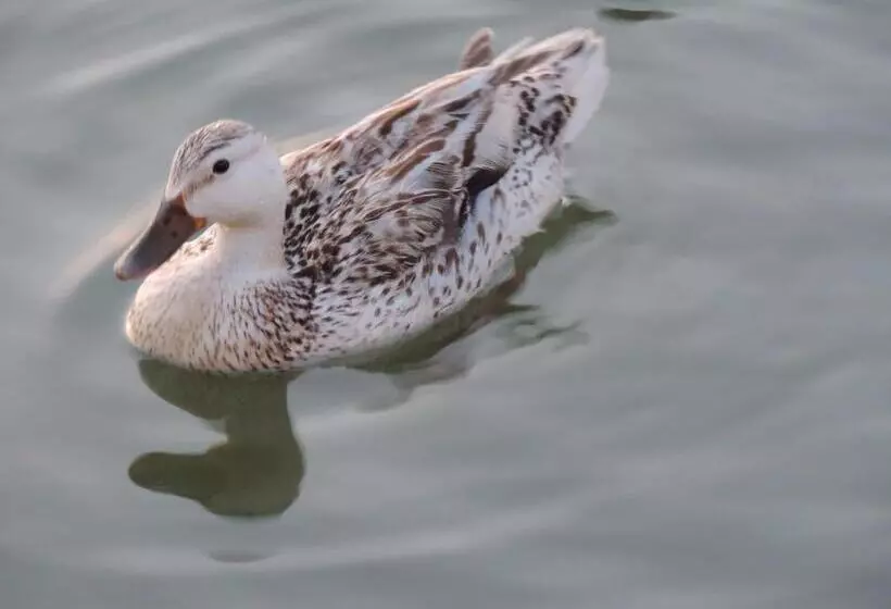 Aamiaismajoitus (B&B) Chambres Entre Romorantin Chambord Zoo De Beauval