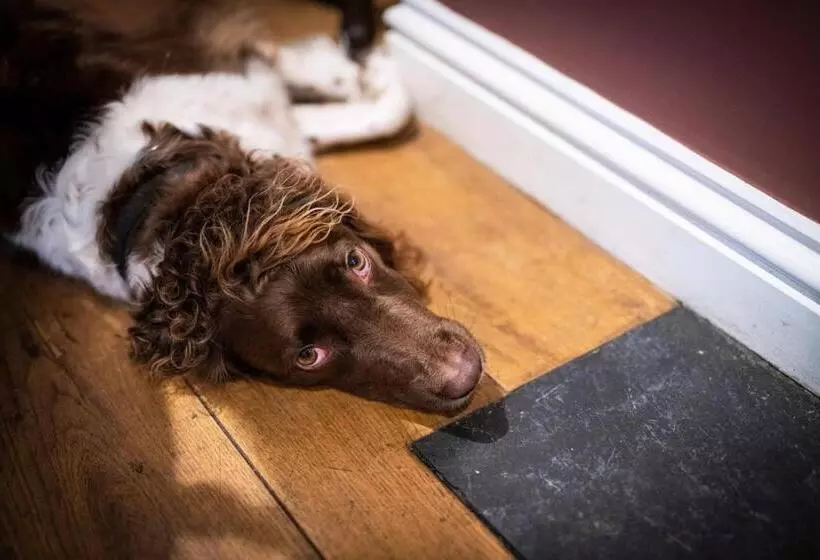 ホテル Finnygook Inn