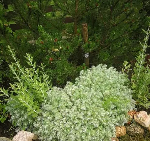 Dobilas Ir Jura