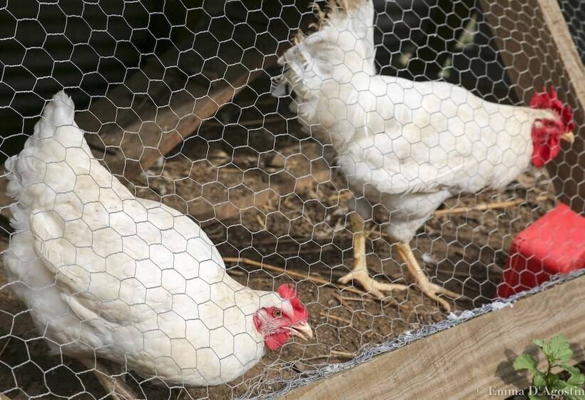 Hôtel Vatia Beach Eco Lodge   Hostel