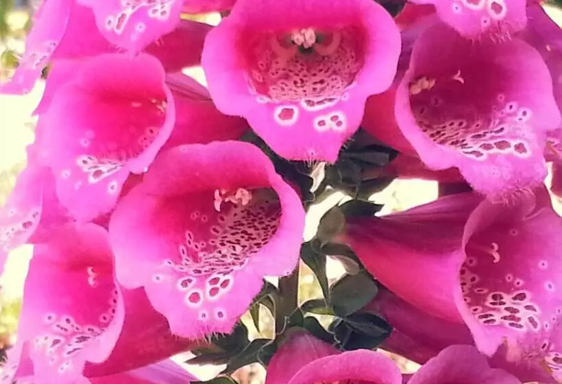 Aamiaismajoitus (B&B) The Vendange Carmel Inn & Suites