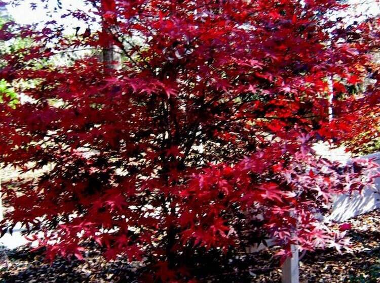 The Cottage Bed & Breakfast