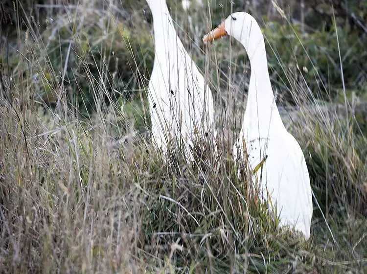 Old Wesleydale Heritage Accommodation